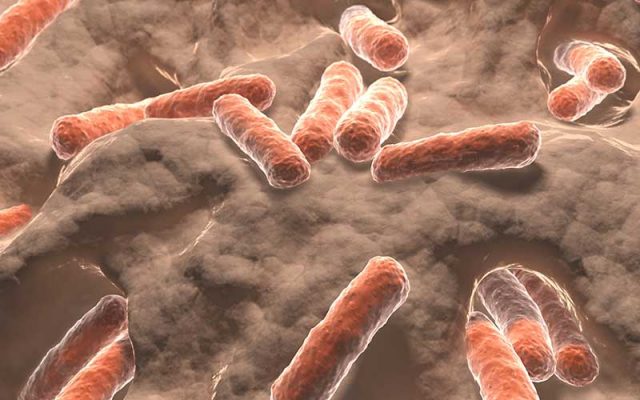 bacteria-800