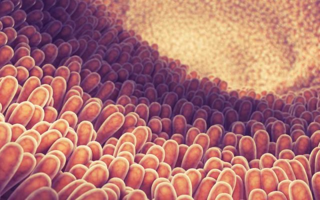 gut-health-thumb